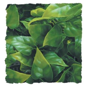 Zoo Med Medium Mexican Phyllo