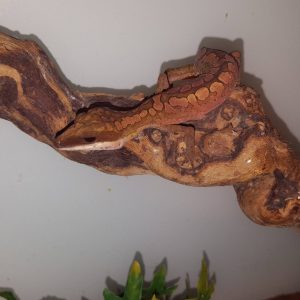 Aeluroscalabotes felinus