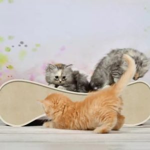 Cat-On Krabmeubel Le Ver