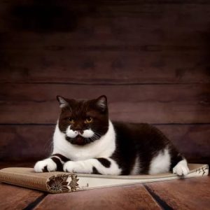 Cat-On Slim Line krabmeubel