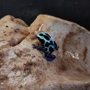 Dendrobates tinctorius “oyapock”