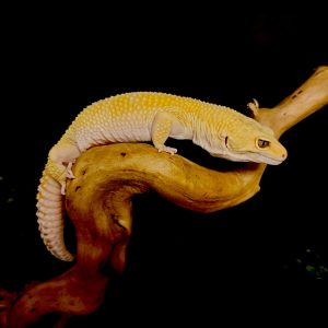 Eublepharis macularius “sunglow tremper females”