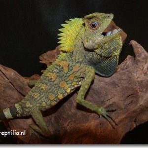 Gonocephalus chameleontinus