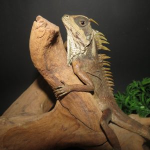 Acanthosaura nataliae