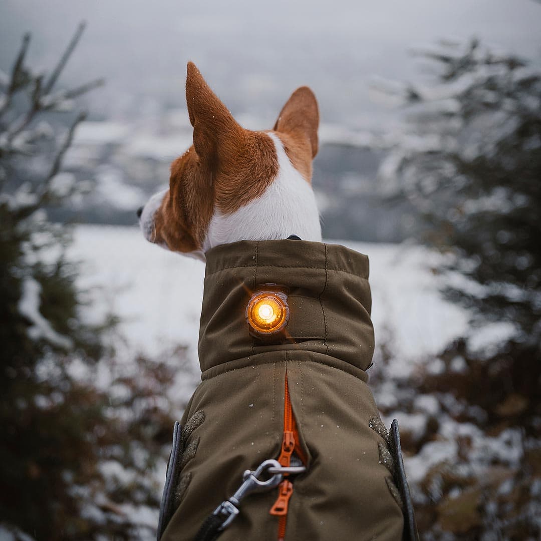 Orbiloc Dog Dual Veiligheidslampje – Amber (Oranje) - Afbeelding 4