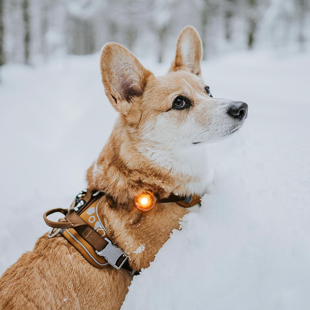 Orbiloc Dog Dual Veiligheidslampje – Amber (Oranje) - Afbeelding 5