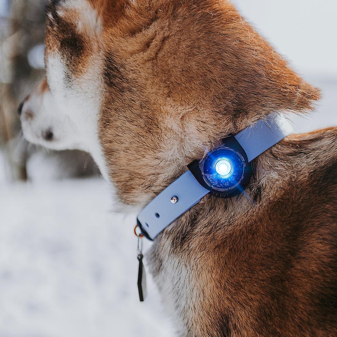 Orbiloc Dog Dual Veiligheidslampje – Blauw - Afbeelding 4