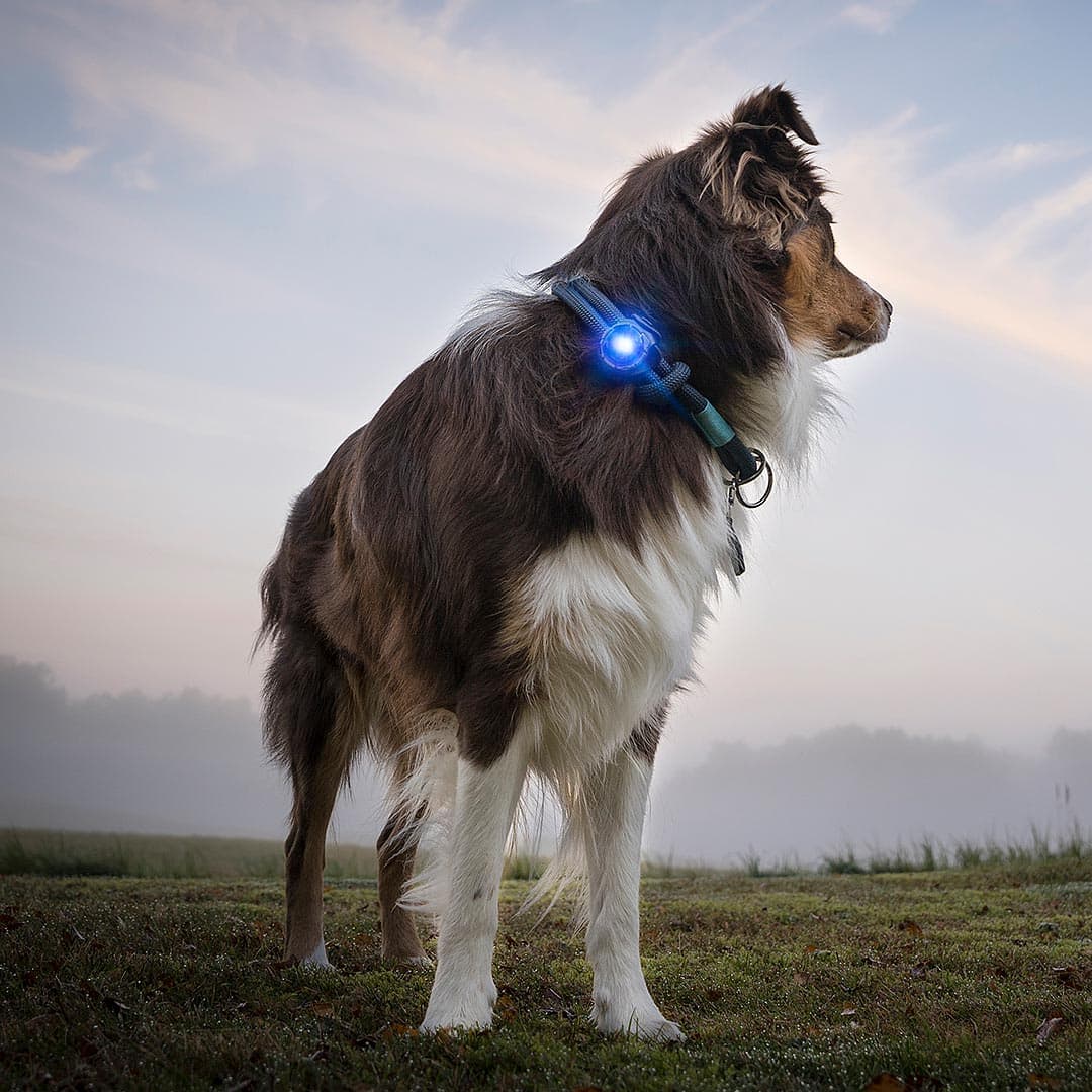 Orbiloc Dog Dual Veiligheidslampje – Blauw - Afbeelding 7