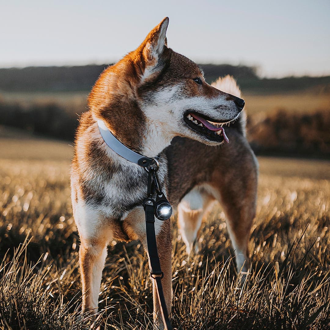 Orbiloc Dog Dual Veiligheidslampje – DARK - Afbeelding 6