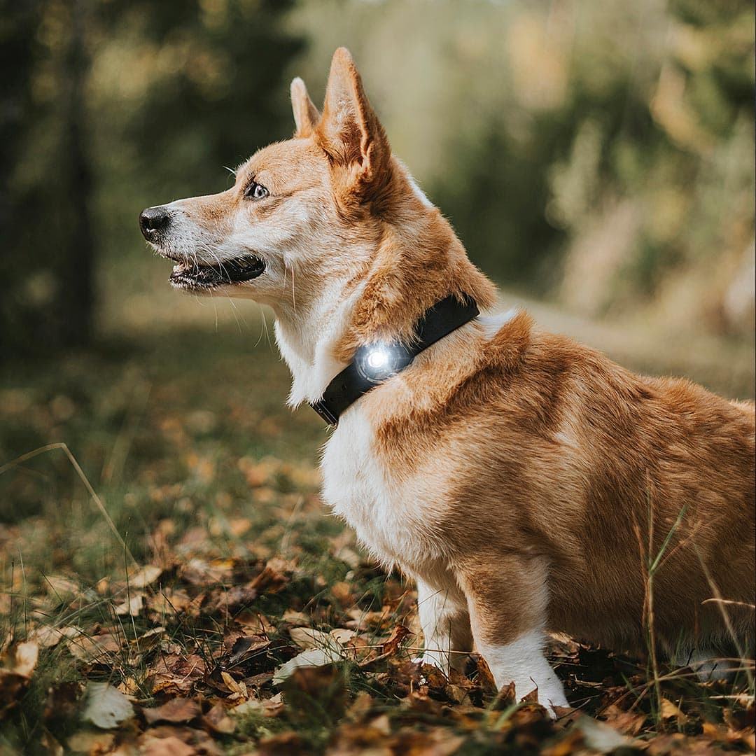 Orbiloc Dog Dual Veiligheidslampje – DARK - Afbeelding 7