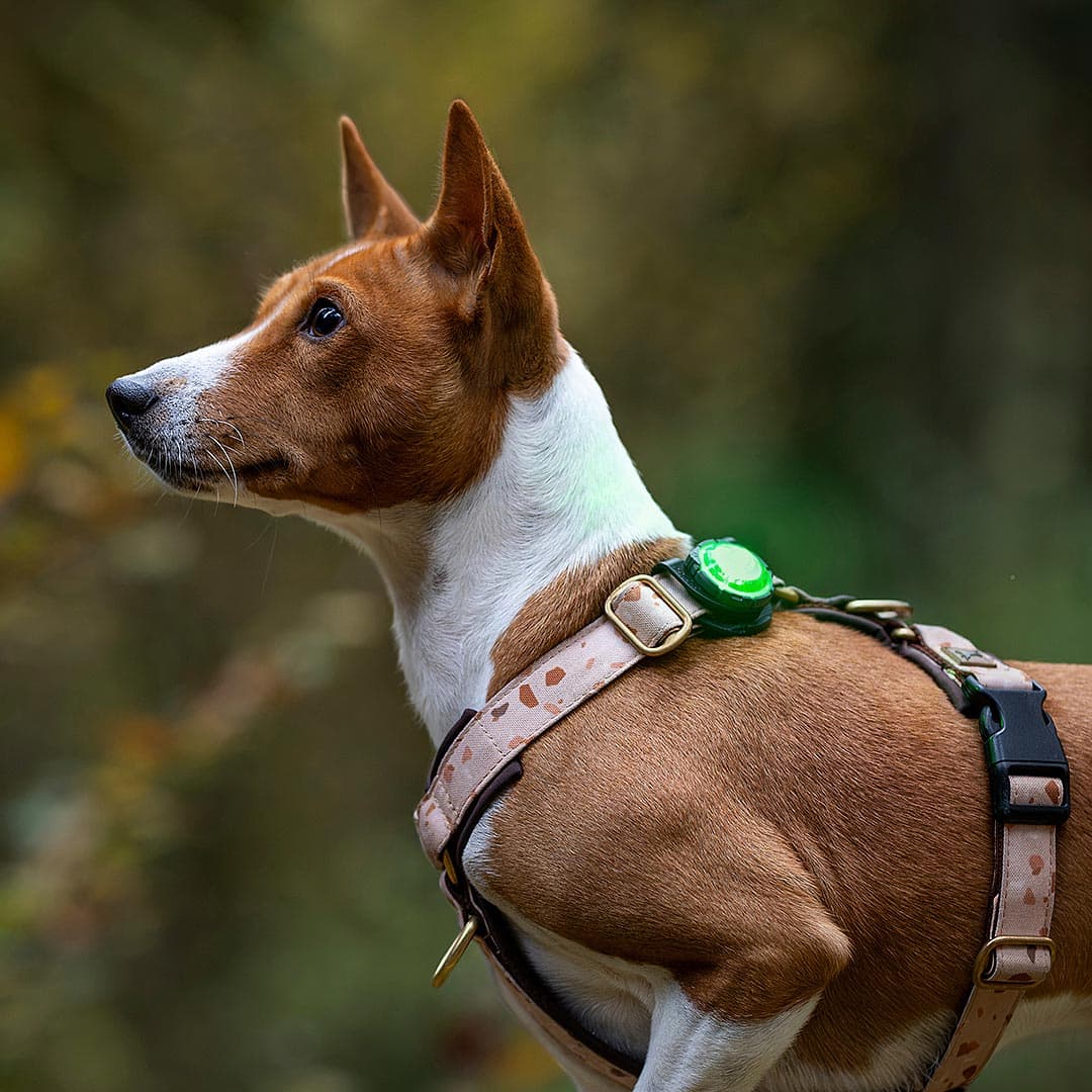 Orbiloc Dog Dual Veiligheidslampje – Groen - Afbeelding 5