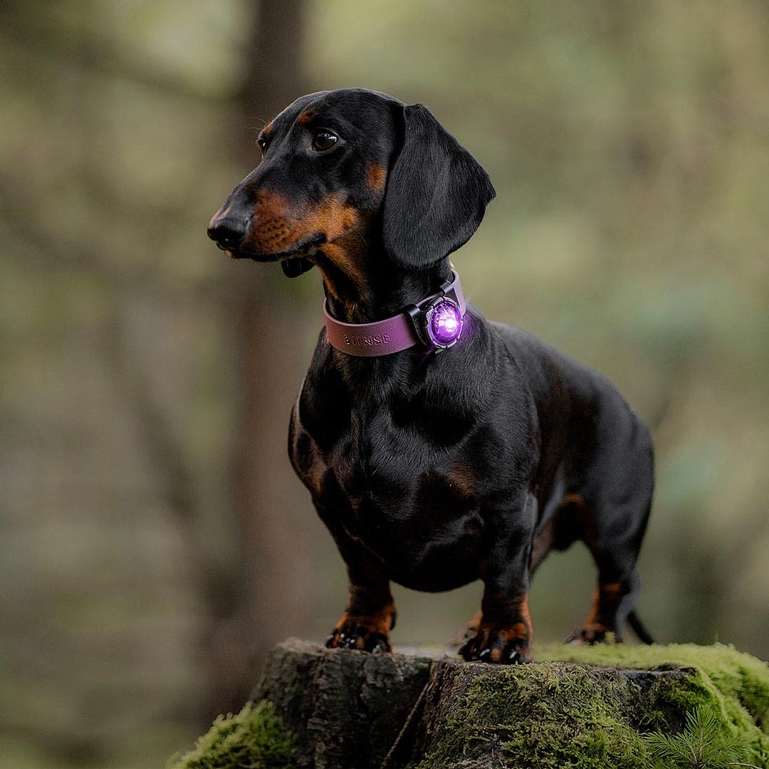 Orbiloc Dog Dual Veiligheidslampje – Paars - Afbeelding 5