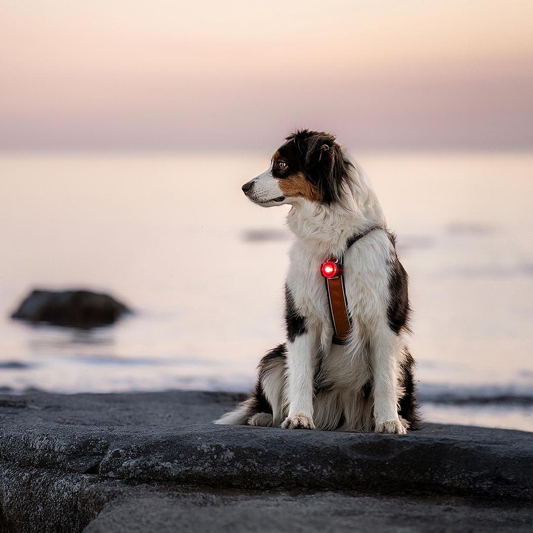 Orbiloc Dog Dual Veiligheidslampje – Rood - Afbeelding 5