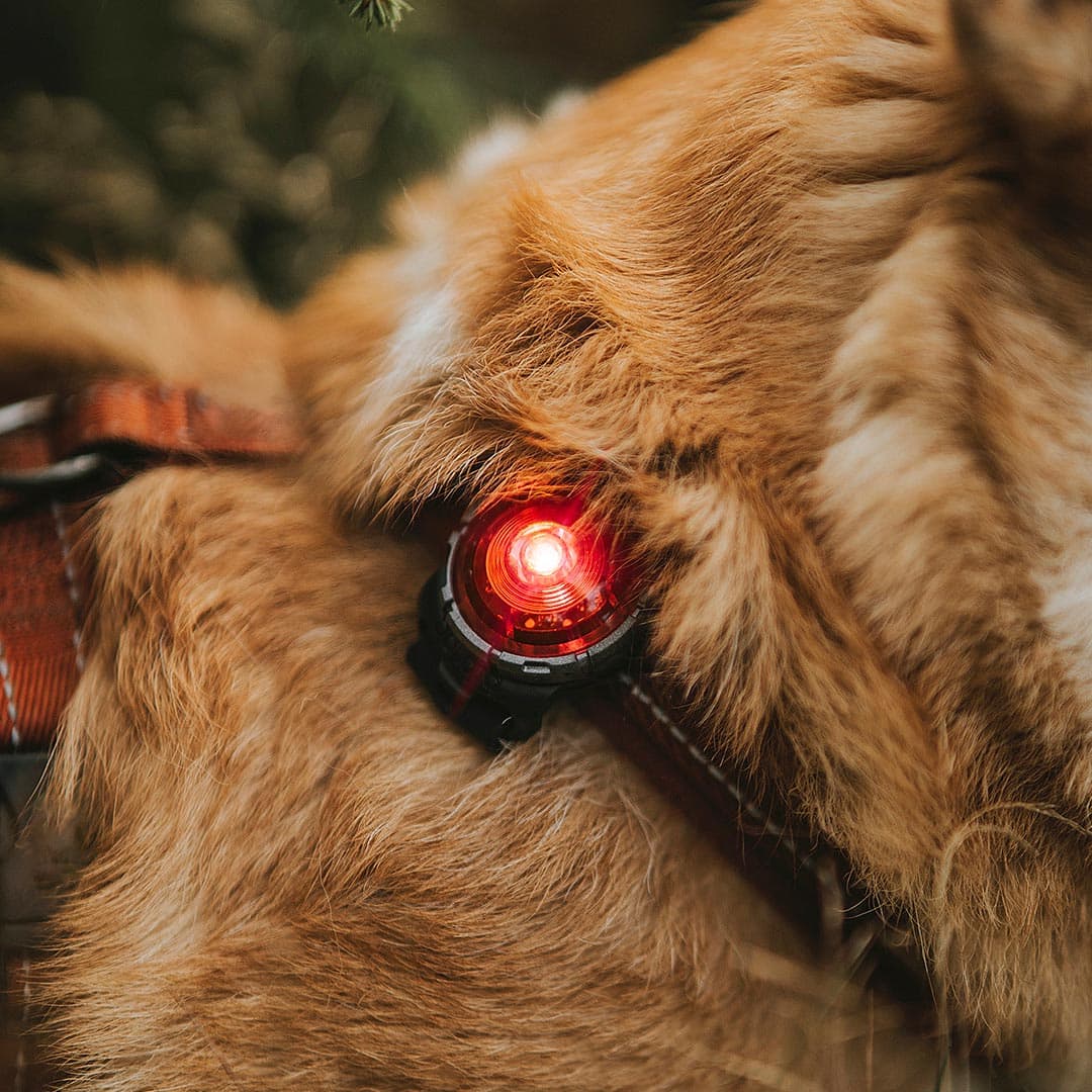 Orbiloc Dog Dual Veiligheidslampje – Rood - Afbeelding 7