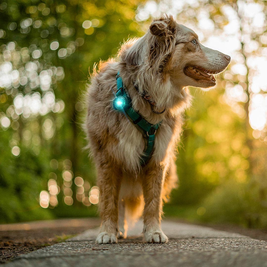 Orbiloc Dog Dual Veiligheidslampje – Turquoise - Afbeelding 7