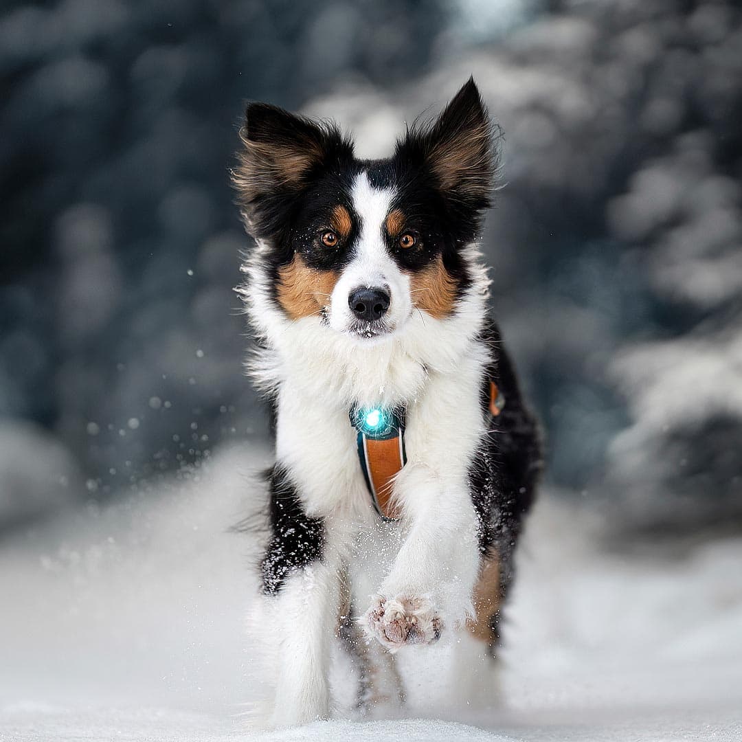 Orbiloc Dog Dual Veiligheidslampje – Turquoise - Afbeelding 5