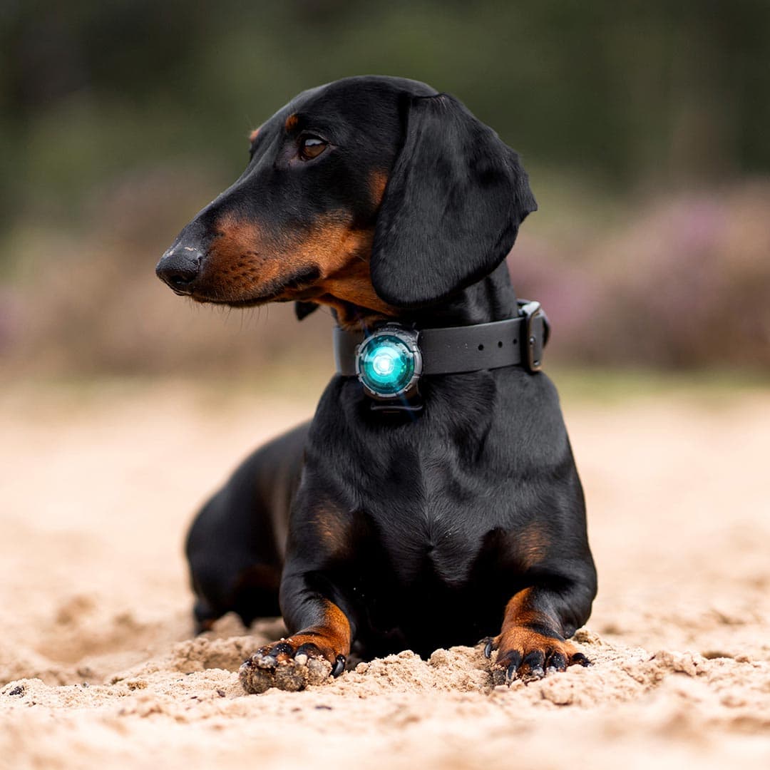 Orbiloc Dog Dual Veiligheidslampje – Turquoise - Afbeelding 6