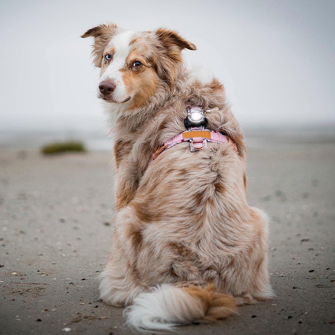 Orbiloc Dog Dual Veiligheidslampje – Wit - Afbeelding 6