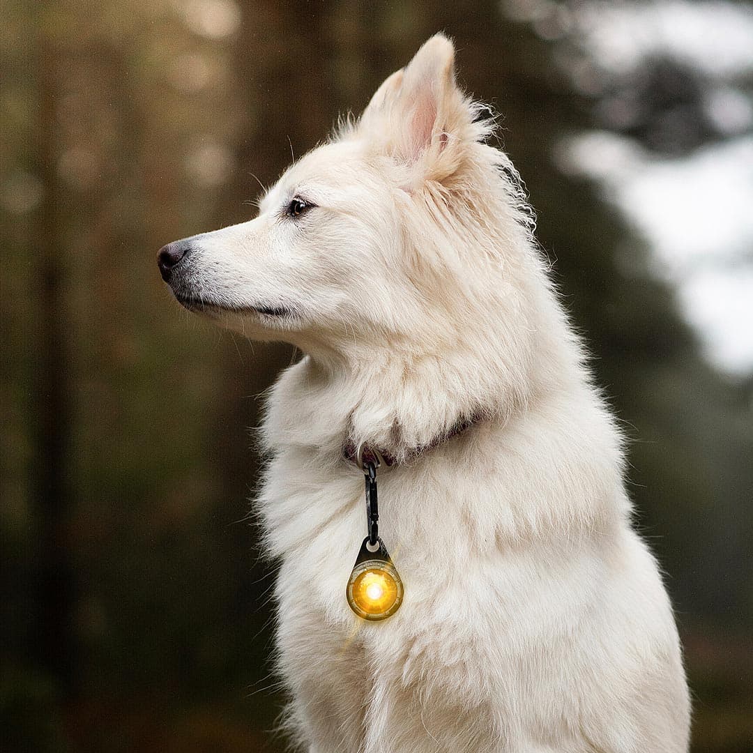 Orbiloc Dog Dual Veiligheidslampje – Geel - Afbeelding 7