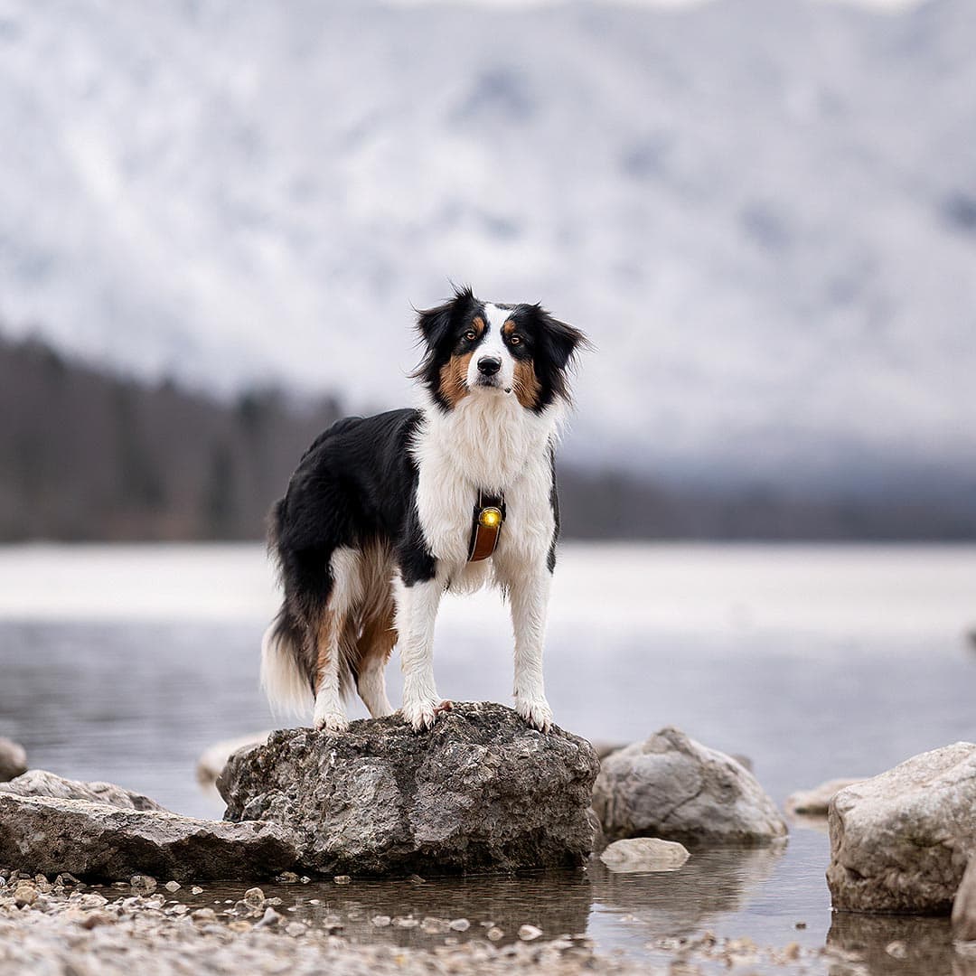 Orbiloc Dog Dual Veiligheidslampje – Geel - Afbeelding 5