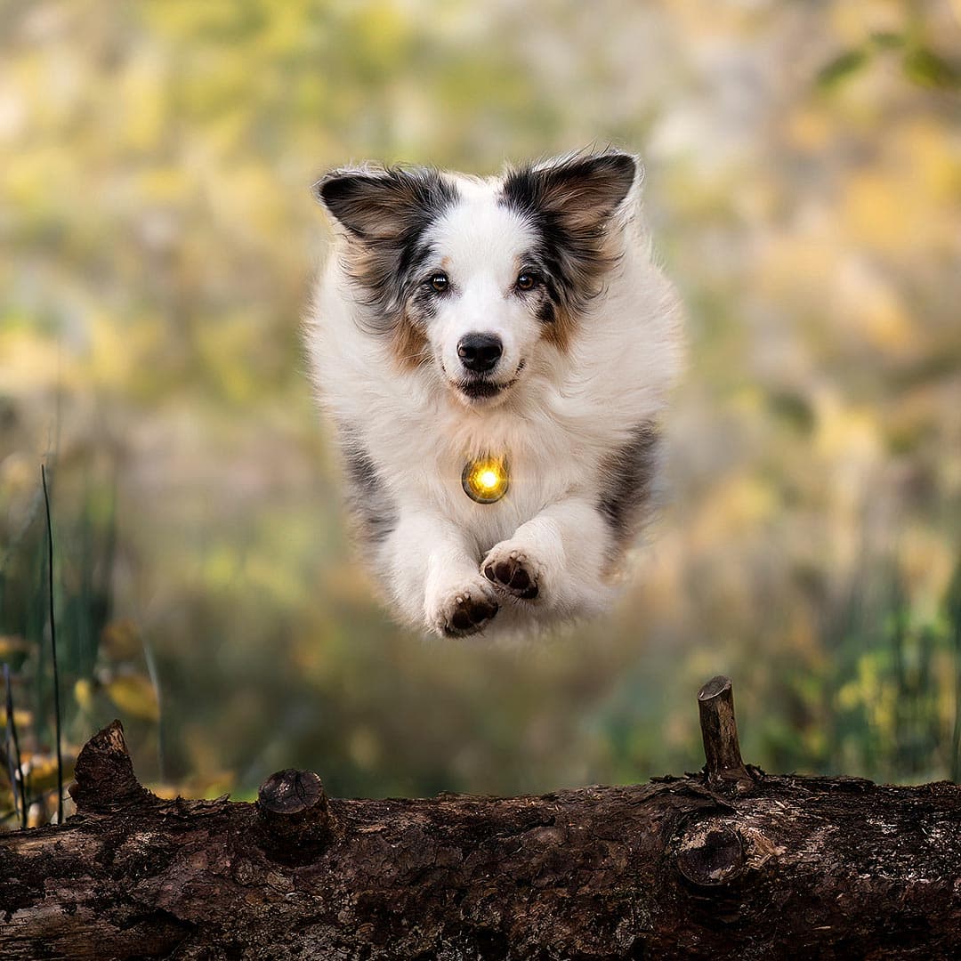 Orbiloc Dog Dual Veiligheidslampje – Geel - Afbeelding 6