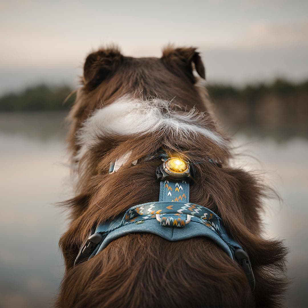 Orbiloc Dog Dual Veiligheidslampje – Geel - Afbeelding 4