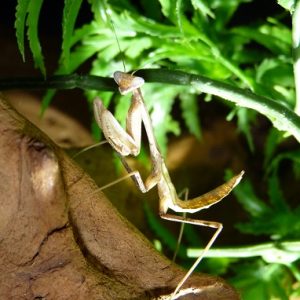 Hierodula membranacea (L4)