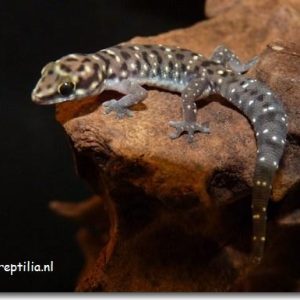 Pachydactylus tigrinus