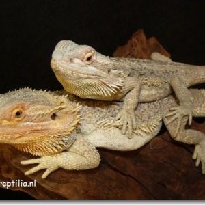 Pogona vitticeps (adult female)