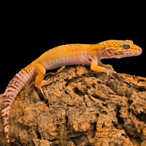 Eublepharis macularius “tremper tangerine albino” (females)