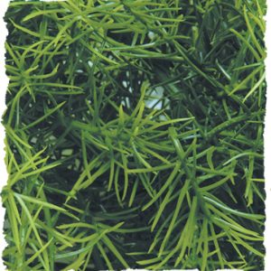 Zoo Med Medium Cashuarina