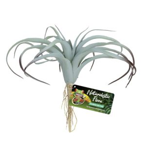 Zoo Med Tilandsia Air Plant