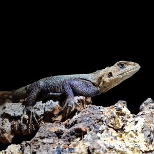 Agama agama subspecies
