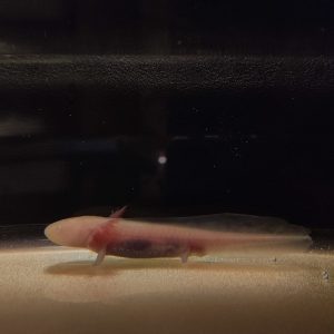 Ambystoma mexicanum “albino”
