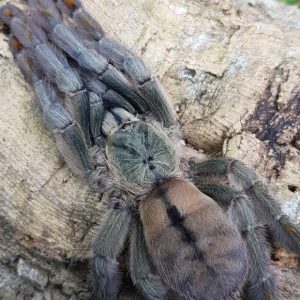 Psalmopeus cambridgei ( 1st molt)