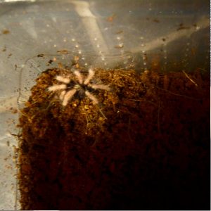 Chromatopelma cyaneopubescens (1st molt)