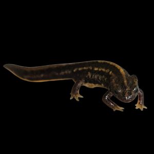 Cynops ensicauda ensicauda (juvenile)