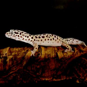 Eublepharis macularius (diverse morphs, adult,Female)