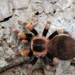 Brachypelma hamorii (1- 1,5 cm body)