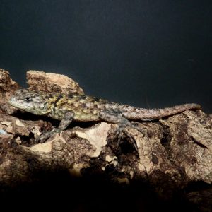 Sceloporus malachiticus (juvenile)