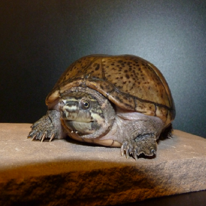 Kinosternon sonoriense