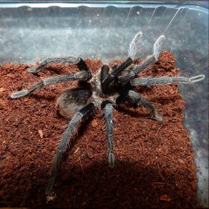 Citharacanthus longipes