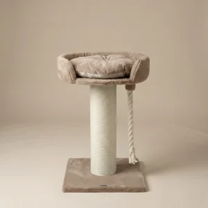 Krabpaal Chartreux (Cappuccino Teddy)