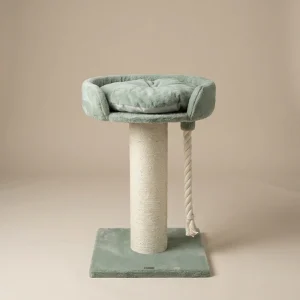 Krabpaal Chartreux (Pistache Teddy)