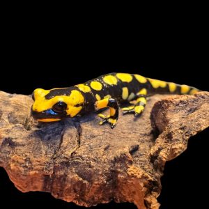 Salamandra salamandra terrestris (CB, juvenile)