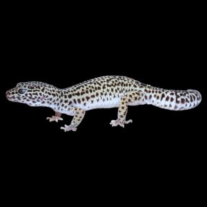 Eublepharis macularius “Snow” (females)